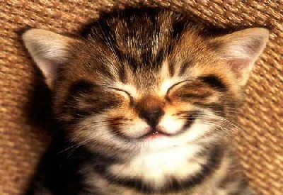 souris