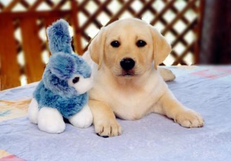 J'adore ce chien !!!!!!!!!!!!!!
